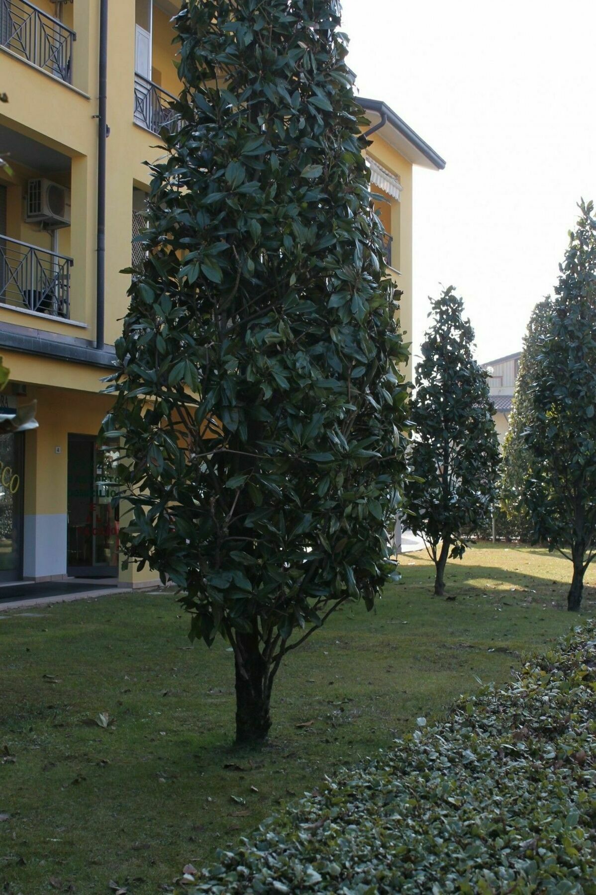 Sarno Apartments Caravaggio 시르미오네 외부 사진